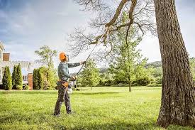 How Our Tree Care Process Works  in  Kent City, MI