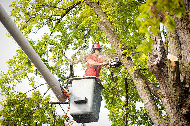 Professional  Tree Services in Kent City, MI